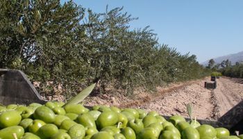 Cayeron las exportaciones de olivos, cítricos y vitivinícolas