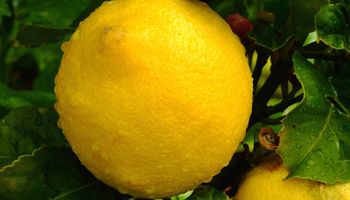 Por primera vez se exportaron limones, mandarinas y pomelos desde Buenos Aires