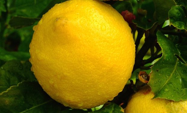 Por primera vez se exportaron limones, mandarinas y pomelos desde Buenos Aires