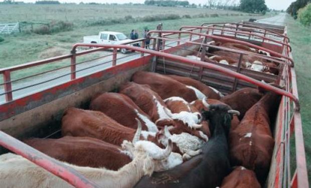 Según la visión de los exportadores uruguayos, se trata de distintos tipos de ganado.