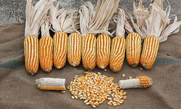 Se registraron exportaciones por 37.000 toneladas de híbridos de maíz