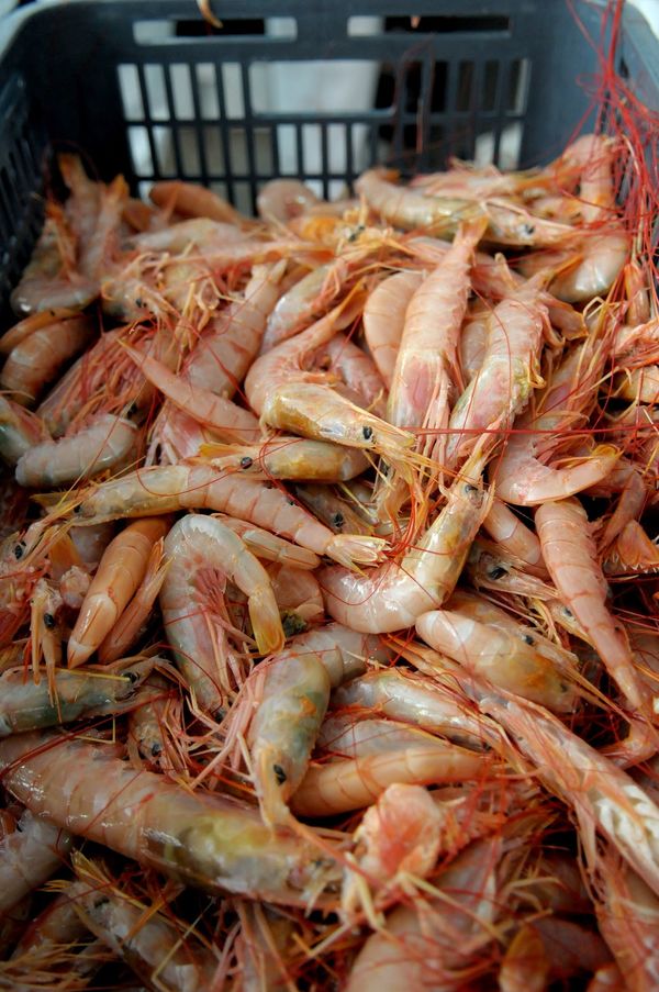 exportación pesca argentina