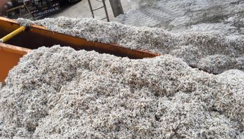 Semillas de algodón: de Avellaneda al mundo