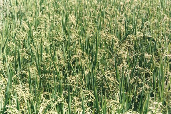 Exportación agro 2025