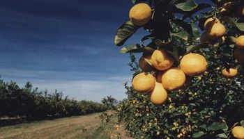 El limón, la exportación más competitiva del país