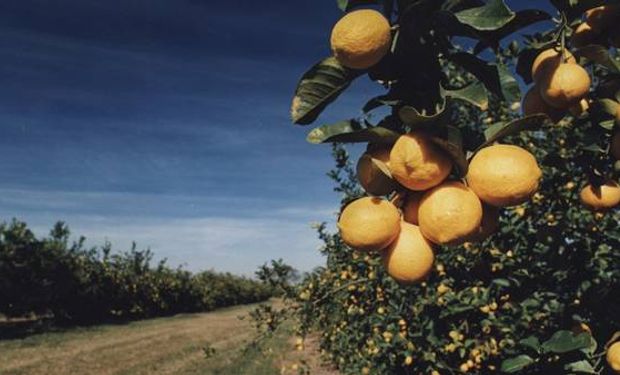 El 90% de las plantaciones de limones se concentran en Tucumán. La Argentina es el primer productor mundial.