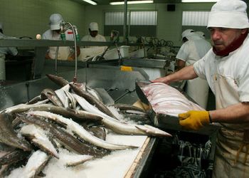 Con más de US$ 2.000 millones y 549.416 toneladas, la pesca argentina tuvo el segundo mejor registro histórico de exportaciones: el detalle de los productos y los destinos