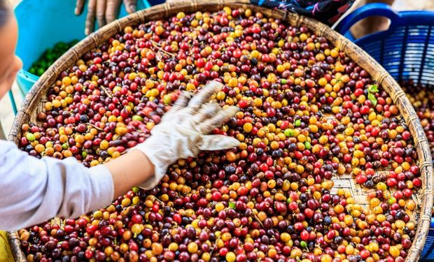Vietnã aproxima-se do Brasil em exportações mensais de café