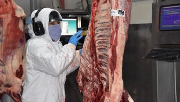 Exportações de carne bovina avançam 14,6% em 2026 e superam US$ 6 bilhões