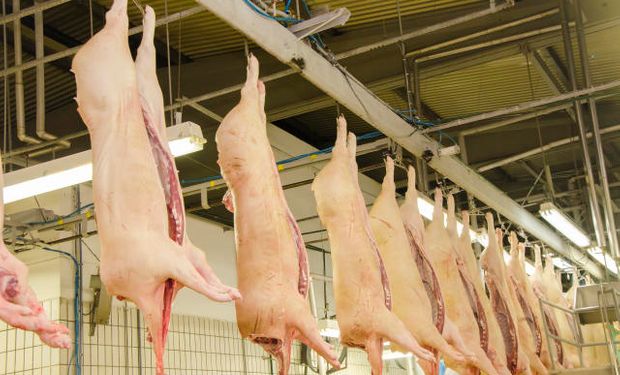 Em contrapartida, os embarques no mês de agosto ante ao mesmo período do ano passado apresentam uma retração de 3,1% ( Foto - Luiza Letícia Biesus / Embrapa)