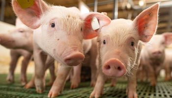 Média mensal de exportação de carne suína mantém marca histórica em 2023