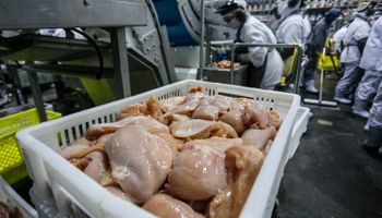 Exportações brasileiras de frango avançam 2,2% e renovam recorde