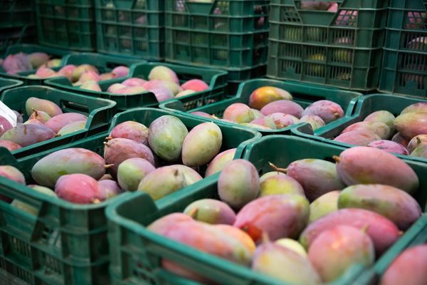 exportacoes-frutas-brasileiras-2025