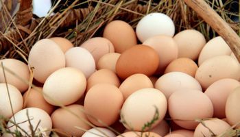 Exportações de ovos crescem 121,4% e batem recorde histórico em 2025