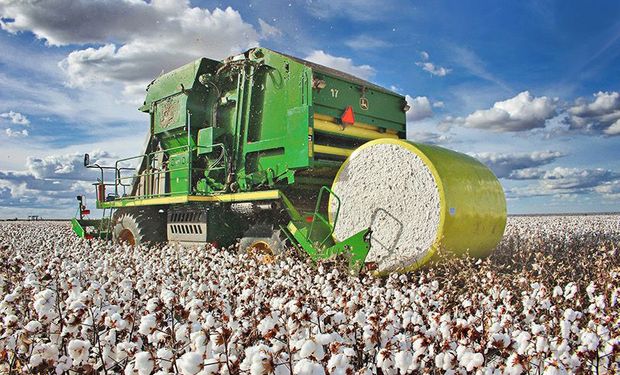 Exportações parciais de algodão já superam toda a safra anterior e batem recorde em maio