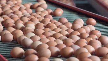 Exportações de ovos do Brasil crescem 16,3% em fevereiro