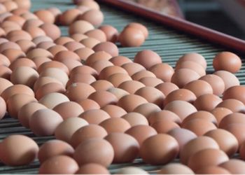Exportações de ovos do Brasil crescem 16,3% em fevereiro