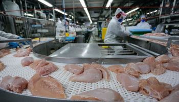 Exportações de carne de frango alcançam maior preço médio em dois anos