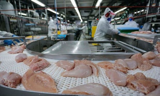 Exportações de carne de frango alcançam maior preço médio em dois anos