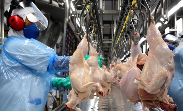 China liderou as importações de carne de frango brasileira em 2024, com 562,2 mil toneladas. (Foto: Ari Dias / AEN)