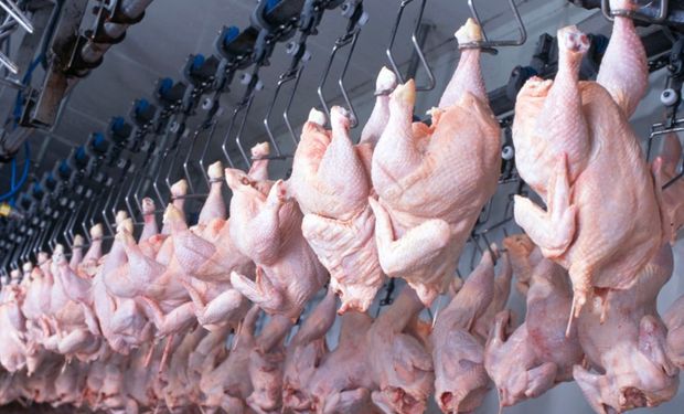 Exportações de frango avançam em volume, mas recuam em receita em agosto