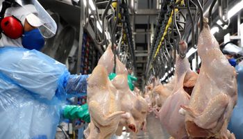 União Europeia reconhece Brasil livre de gripe aviária e libera exportações de frango