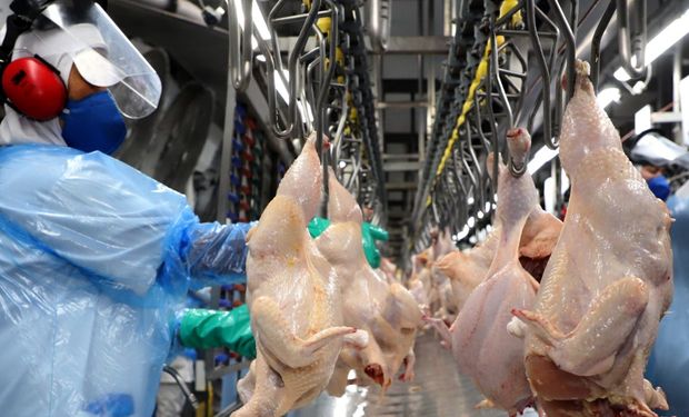 União Europeia reconhece Brasil livre de gripe aviária e libera exportações de frango