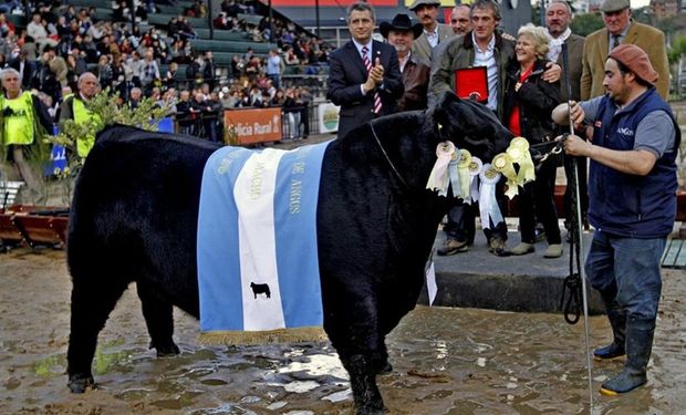 Las juras de las razas bovinas, lo más esperado.