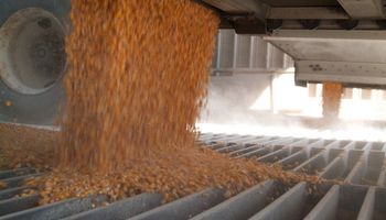 Se podrían autorizar 3 millones de toneladas más de maíz