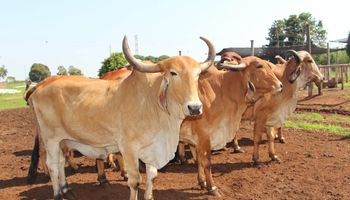 Expozebu começa neste sábado (25) e projeta mais de R$ 200 milhões em leilões