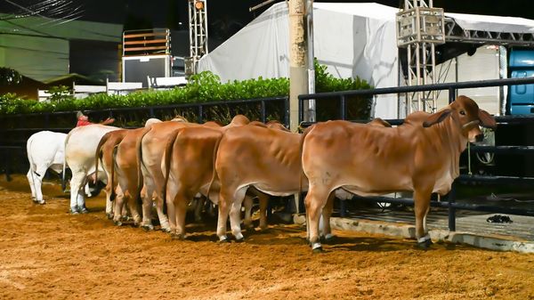 brahman