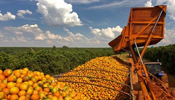 Rabobank aponta para “colapso global” na oferta de suco de laranja