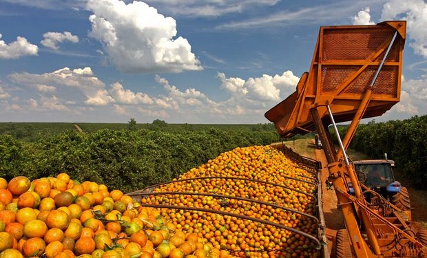 Exportação do suco aumentou, enquanto a da fruta caiu. (foto - CitrusBR)