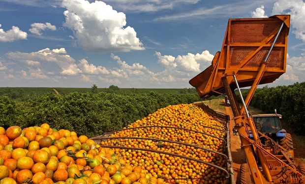 Brasil colheu mais caixas de laranja, mas qualidade das frutas piorou, reduzindo o volume de suco processado. (foto - ilustrativa)