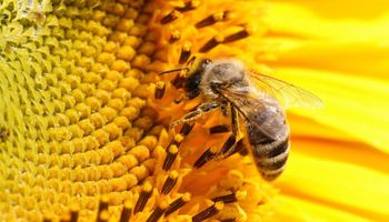 EE.UU. en alerta por extinción de abejas