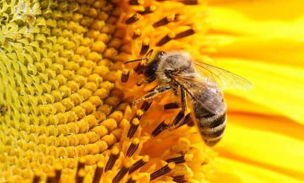 EE.UU. en alerta por extinción de abejas