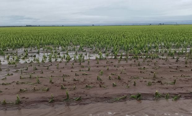 El nivel medio de humedad predomina en la región productiva y prácticamente no hay zonas secas