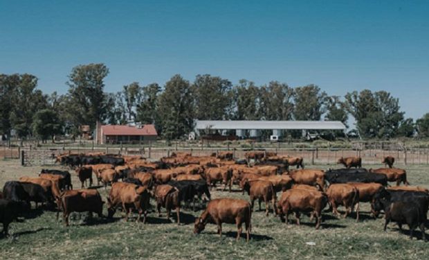 Las señales detrás de la faena bovina y el peso de los animales