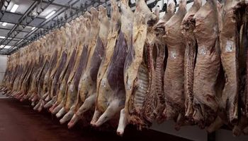 Exportación de carne: una mayor oferta permitiría que el aumento del cupo sea hasta diciembre