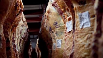 Los exportadores de carnes ven con malos ojos la baja del peso de faena en hembras