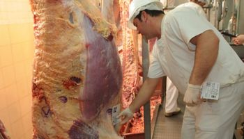Sigue creciendo el número de animales a frigoríficos