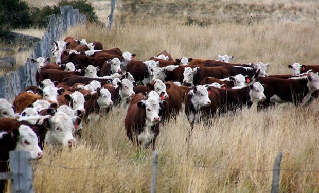 Crece la producción de carne en Argentina.