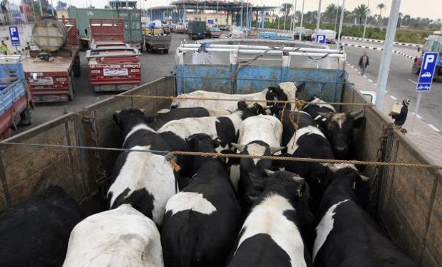 URUGUAY. Estiman que se perderán entre 35 y 40 mil vacas del rodeo lechero.