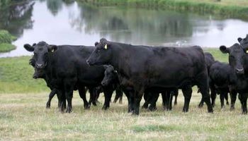 Uruguay: faena bovina creció 6% en lo que va del año