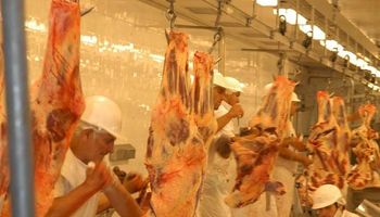 Cae fuerte la oferta de ganado en Uruguay