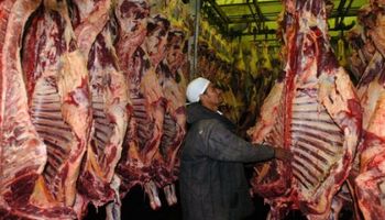 Uruguay: crece oferta de ganado, pero bajan los precios