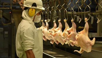 Producción avícola: cae la faena de pollos un 5,4 por ciento