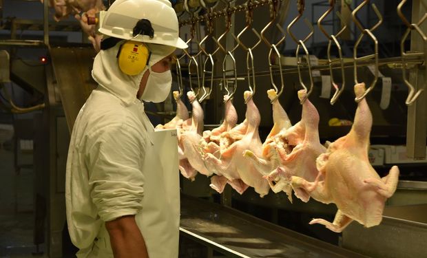 Producción avícola: cae la faena de pollos un 5,4 por ciento