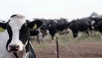 Uruguay: faena de vacas lecheras llega a su máximo en octubre