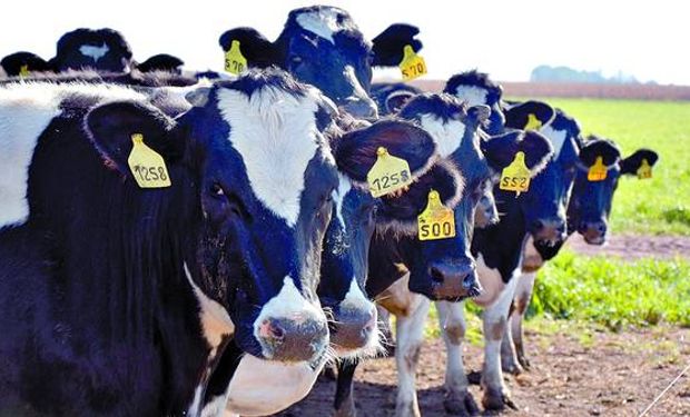 Tamberos venden vacas ante la caída de precios.